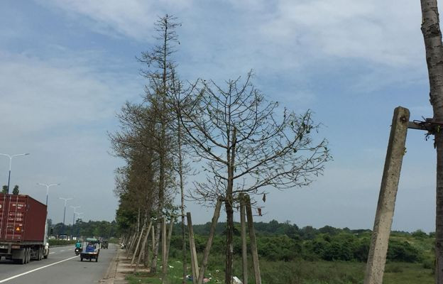 Hàng trăm cây xanh bị sâu ăn trụi.