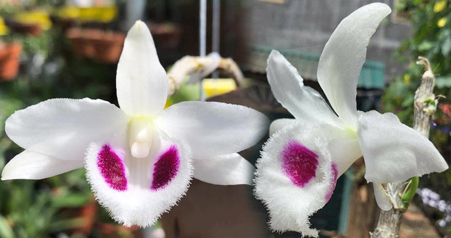 Nhiều rủi ro rình rập trong các thương vụ mua bán lan đột biến tiền tỷ trên thị trường.