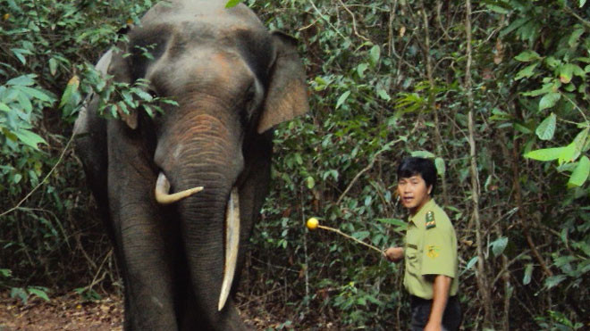 Voi ngà lệch khi không bị xua đuổi tỏ ra thân thiện với người