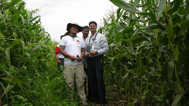 Ngô biến đổi gen trồng đại trà tại Philippines