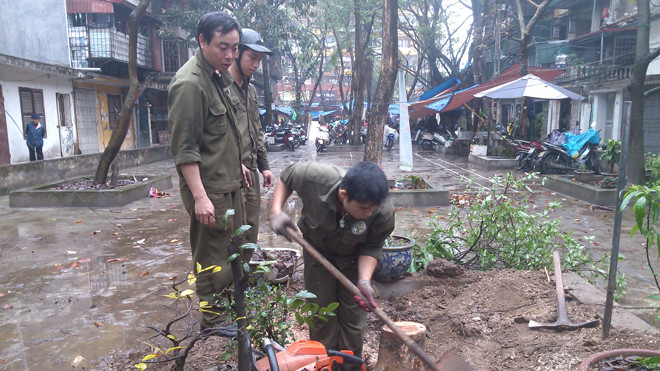 Công nhân Công ty công viên cây xanh Hà Nội thu dọn hiện trường cây sưa đỏ bị cưa trộm