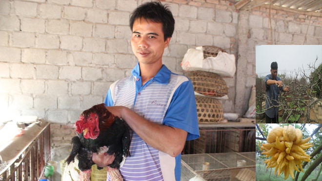 Nhiều người đang tìm mua gà Đông Tảo (ảnh lớn), đào Thất Thốn (ảnh nhỏ trên) và Phật thủ. Ảnh: nhóm pv