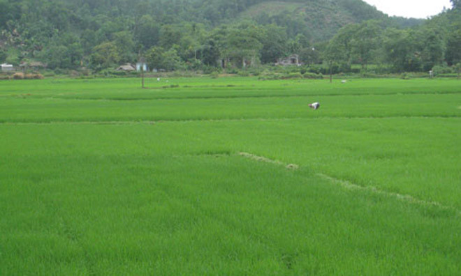 Kiến Thành đã giả mạo ý kiến của UBND tỉnh chấp thuận cho họ được đầu tư dự án khai thác nông nghiệp theo mô hình cánh đồng mẫu lớn. Ảnh minh họa.