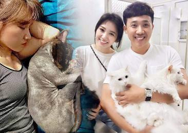 Nói mèo như thành viên gia đình, Hari Won gây tranh cãi gay gắt