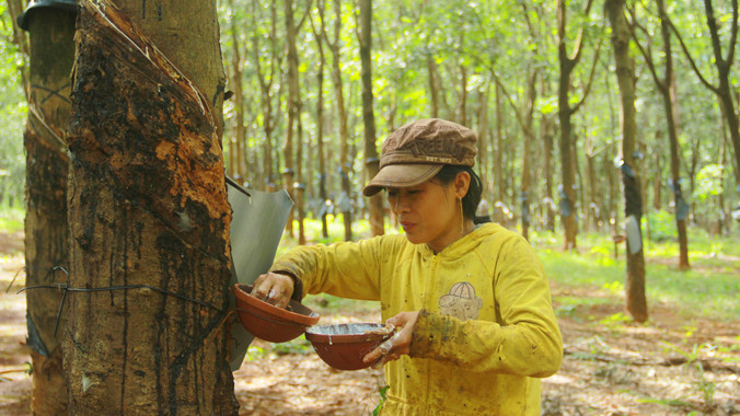 Công nhân lao đao vì giá cao su “tụt dốc”