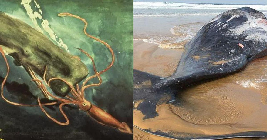 Phát hiện cá voi dạt vào bờ, chuyên gia nhận định một cuộc chiến với mực khổng lồ