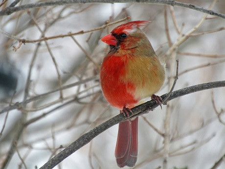 Chú chim hồng y kỳ lạ 