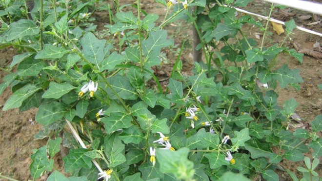 Tác dụng kích thích miễn dịch của giải độc gan Tuệ Linh trên thực nghiệm