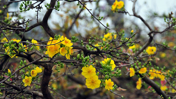 Mai vàng với nhiều tư thế được trang trí cẩn thận bày bán trên phố 