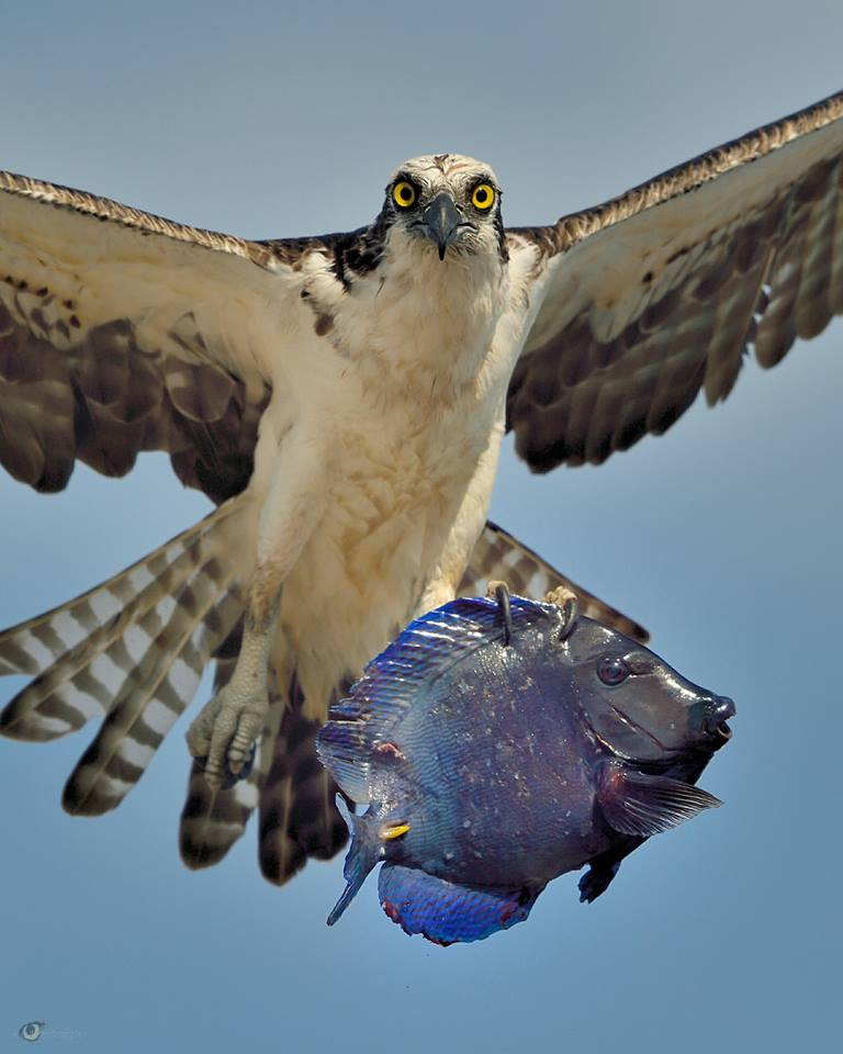 khoảnh khắc nhận được lượt chia sẻ khủng của chim ó.