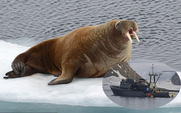 Hải mã giận dữ đánh chìm tàu hải quân của Nga để bảo vệ con