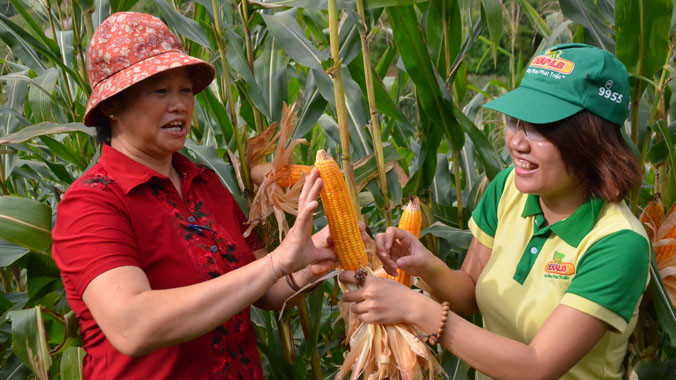 Ngô biến đổi gen là lựa chọn thích hợp cho Việt Nam