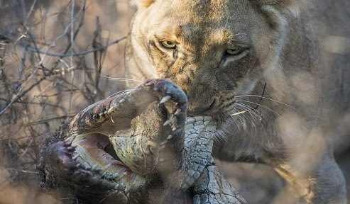 Sư tử cái đoạt mạng cá sấu to ngang ngửa. Ảnh: Mike Sutherland.