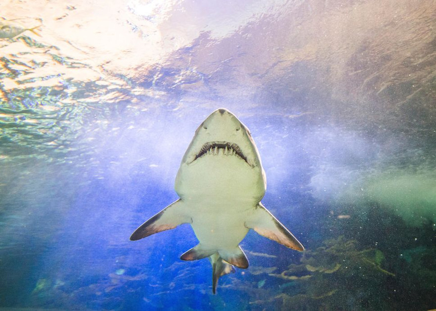 Ảnh: journaldemontreal