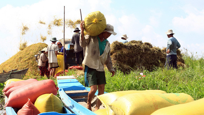 Nhiều lúa nông dân thêm vất vả