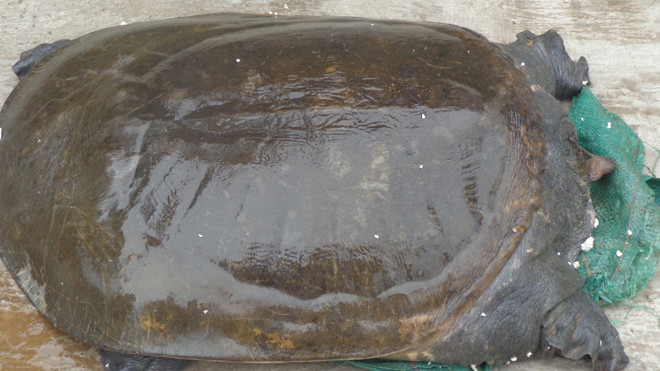 Cá thể ba ba Nam Bộ quý hiếm bắt được tại hồ sinh thái Vĩnh Hưng, Hoàng Mai, Hà Nội. Ảnh: PGS.TS Hà Đình Đức cung cấp