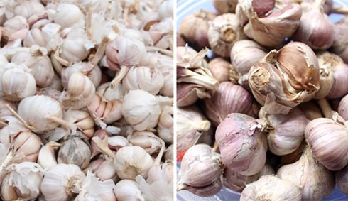 Phân biệt tỏi ta với tỏi Trung Quốc