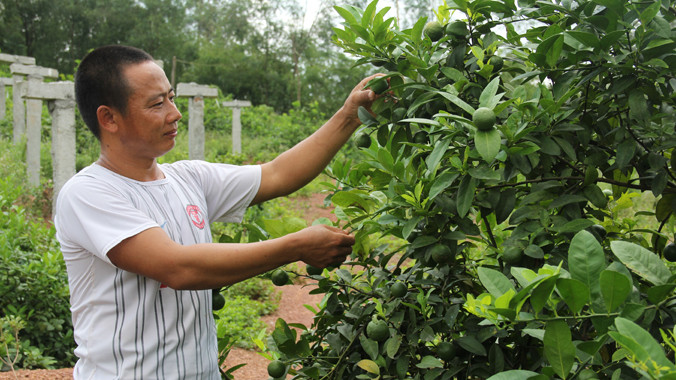 Anh Tập bên những cây chanh đào lúc lỉu quả