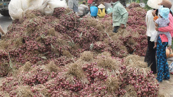 Hành tím tồn đọng trong dân. Ảnh: Ngọc Duyên