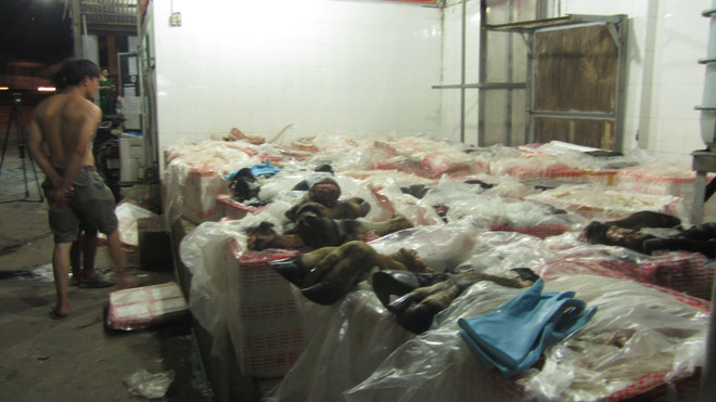 Tiêu hủy 1,6 tấn phụ phẩm trâu bò thối