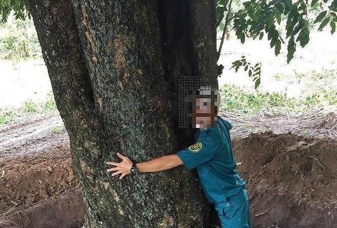 Xử lý nhiều lãnh đạo liên quan vụ cây giáng hương 'khủng' biến mất