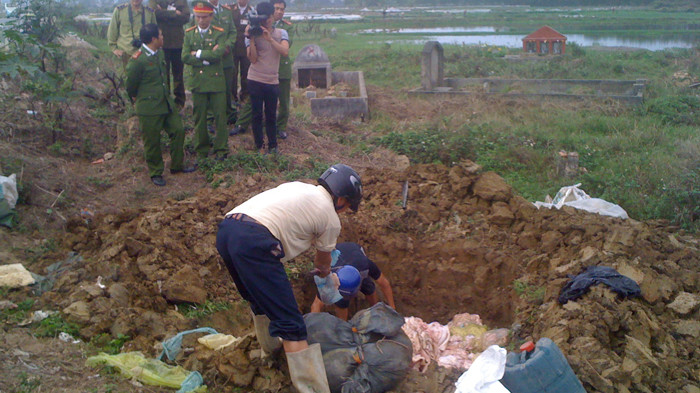 Số bì lợn thối được tiêu hủy chiều 7/2. 