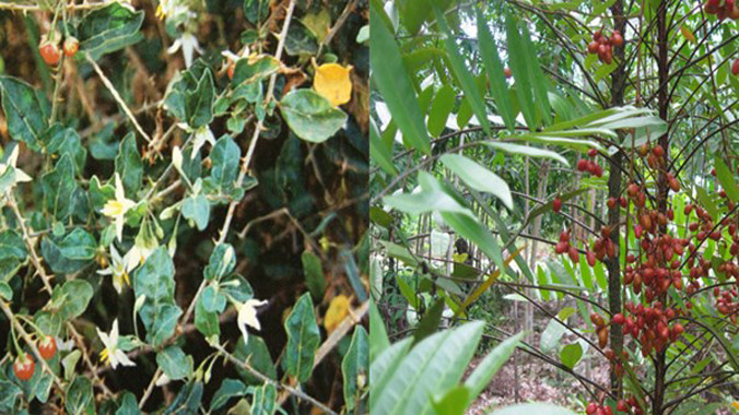 Cây Cà gai leo và Mật nhân, hai nguyên liệu chính của Giải độc gan Tuệ Linh