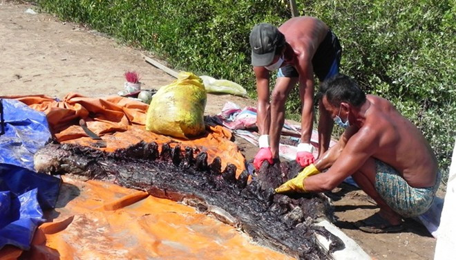 Xác cá ông vừa được đưa vào bờ chiều 30/4. 