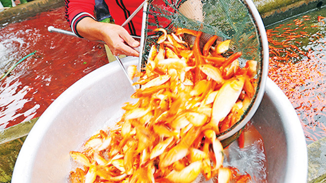 Những chú cá chép này sẽ được bán cho các gia đình cúng lễ ông Công - ông Táo. Ảnh: Ngọc CHâu