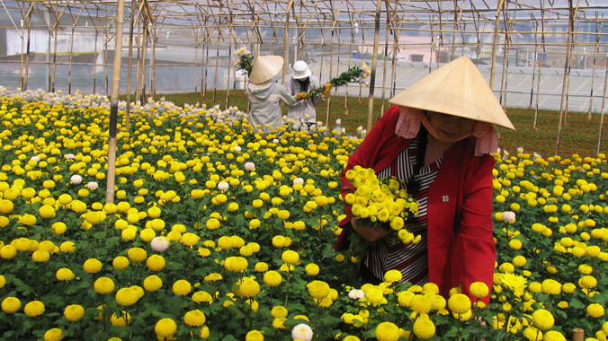 Thu hoạch cúc ping pong