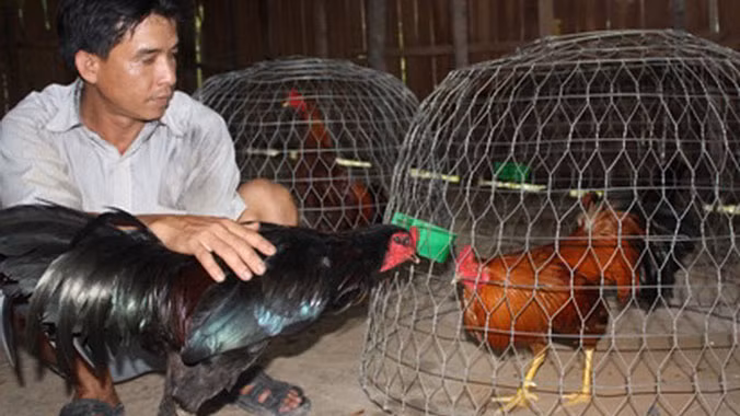 Chăm sóc gà nòi ở Chợ Lách. ẢNH: NGỌC HUYỀN