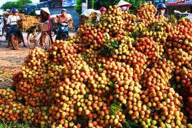 Tiêu thụ 500 tấn vải giúp nông dân