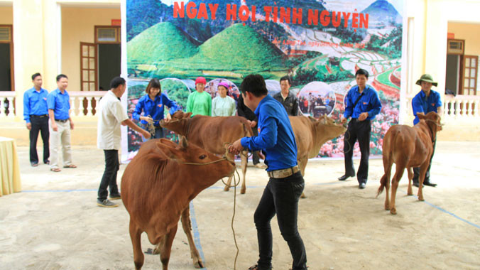 Các đoàn viên, thanh niên phải rất khó khăn mới đưa được bò lên sân khấu để chụp lại khoảnh khắc trao tặng cho người nghèo. Ảnh: Trường Phong