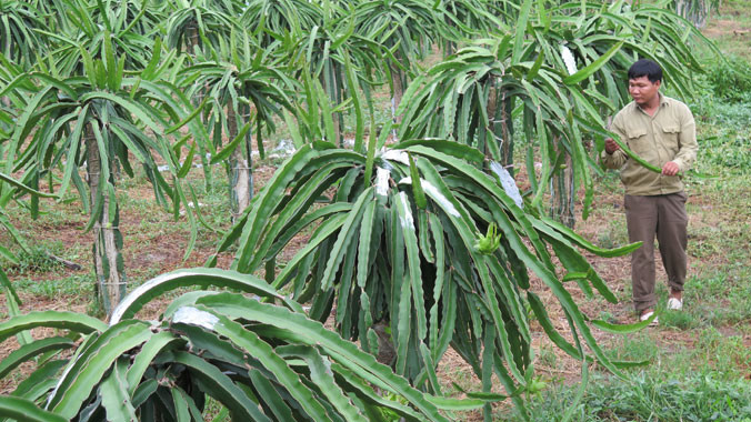 Trang trại thanh long xanh um, bạt ngàn của ông Ba Phước