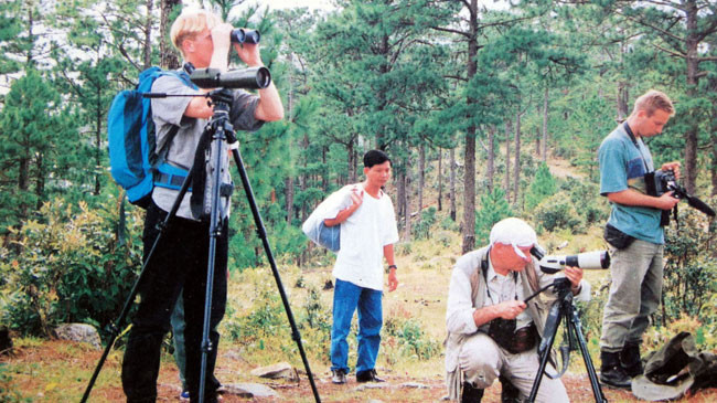 Ngắm chim trong rừng thông