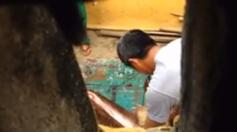 Bảo vệ, nhân viên giết nai giữa vườn thú 