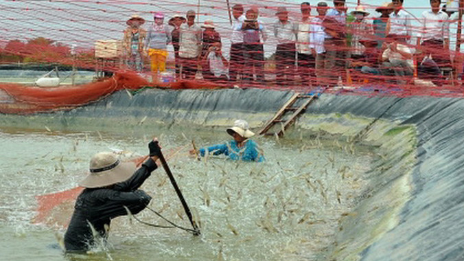 Bà Lâm Kim Huệ đang thu hoạch tôm nuôi khép kín. ẢNH: NGỌC HUYỀN