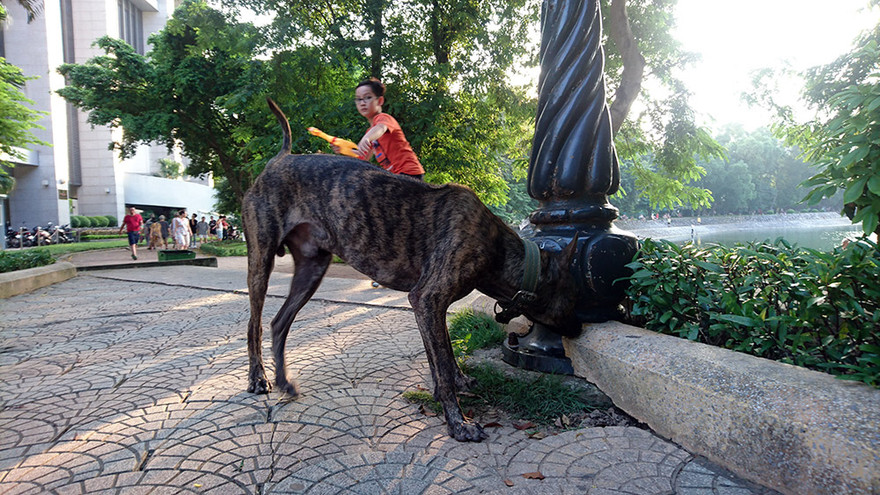 Chó thả rông không rọ mõm 'nghêng ngang' nhiều nơi đông người