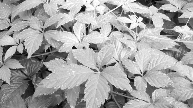 Cây Giảo Cổ Lam