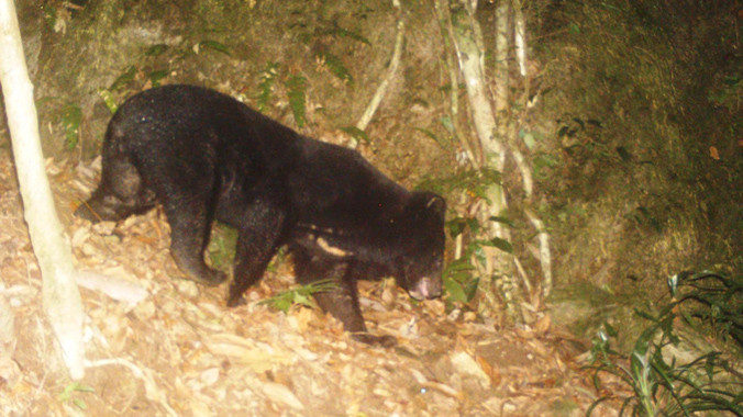 Phát hiện gấu ngựa quý hiếm tại Quảng Nam