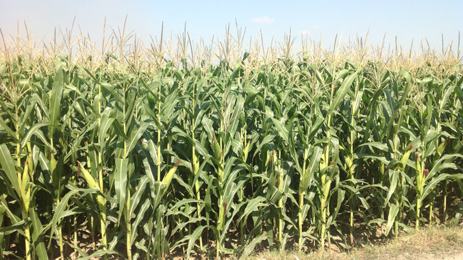 Ngô biến đổi gen đảm bảo an toàn thực phẩm