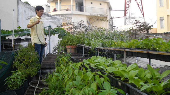 Nhiều kỹ sư nông nghiệp chọn nghề chăm sóc rau tại nhà. Ảnh: Trà Giang