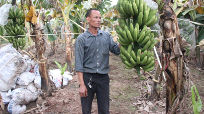 Tỷ phú Phạm Năng Thành bên những buồng chuối trĩu quả gần vụ thu hoạch. Ảnh: Quang Lộc