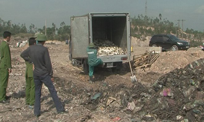 Tiêu hủy 1,4 tấn cá nóc biển có độc tố 