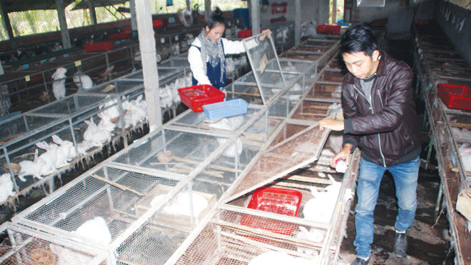 Đôi bạn trẻ chăm sóc đàn thỏ tại trại thỏ của mình