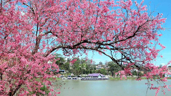 Đà Lạt mùa Mai Anh Đào