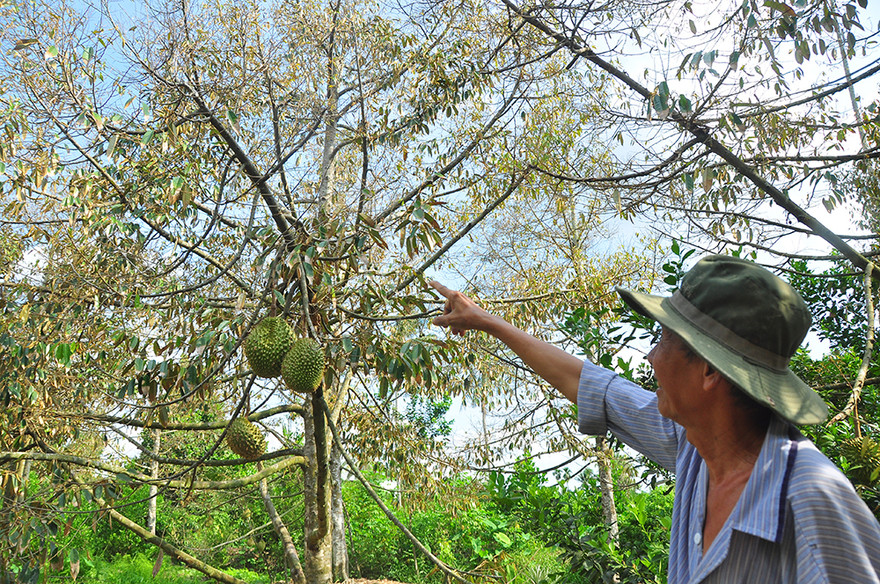 Nông dân đau đớn nhìn cây trái chết do hạn mặn lịch sử