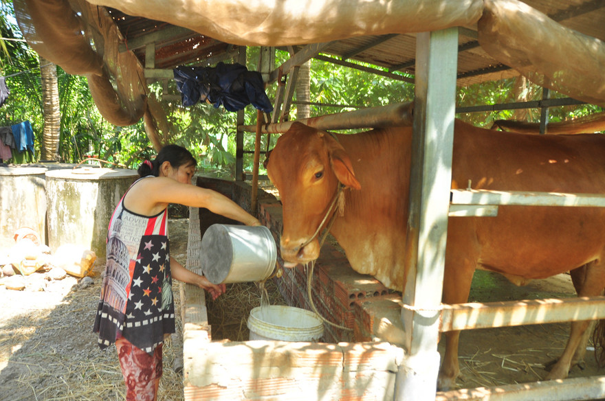 Cận cảnh người dân quay cuồng với hạn mặn khốc liệt chưa từng có ở ĐBSCL