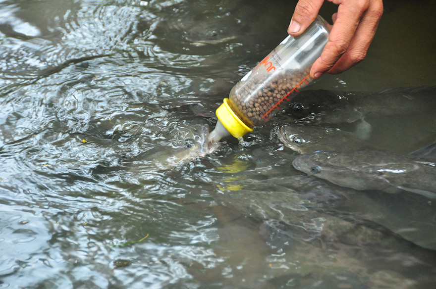 Độc đáo đàn cá lóc... bú bình sữa ở miền Tây