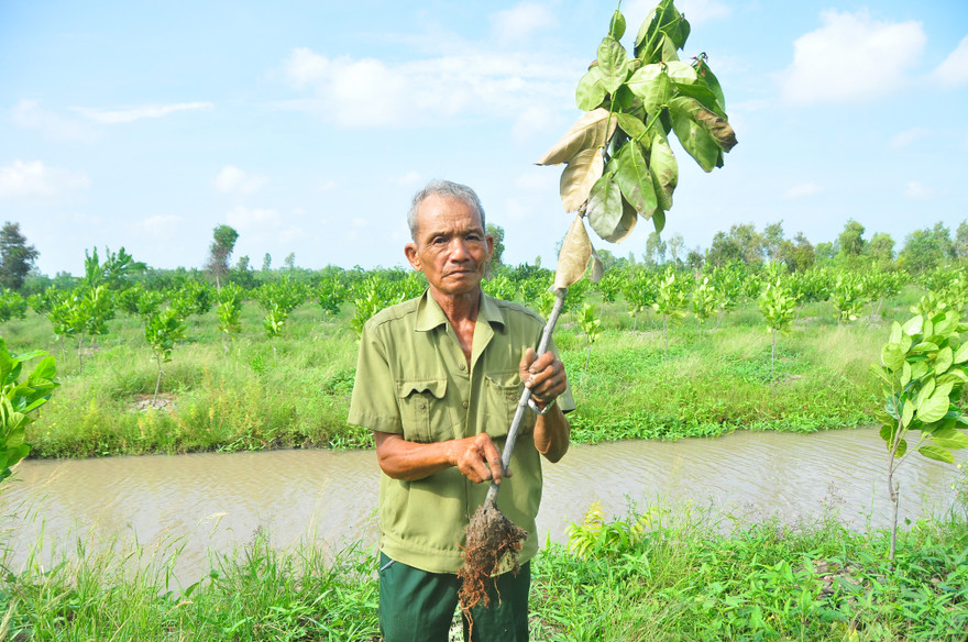 Khóc ròng vì kẻ xấu phá hoại hàng trăm cây mít xanh tốt